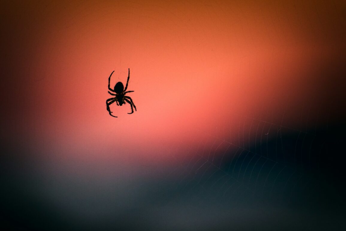 I Didn’t Believe the Spiritual Sign of Spiders Was Real—Until One Appeared at the Worst Possible Time