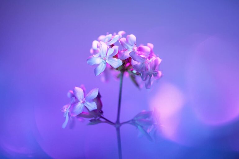 Purple Garden Reviews from My Private Client List: What Happened When I Sent 19 Women to Test Their Psychics (2025 Field Notes)