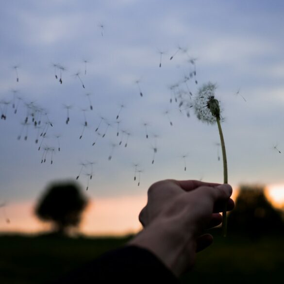When Peace Returns Softly: Receiving the Good Without Guarding Against It (The Door of Quiet Abundance)