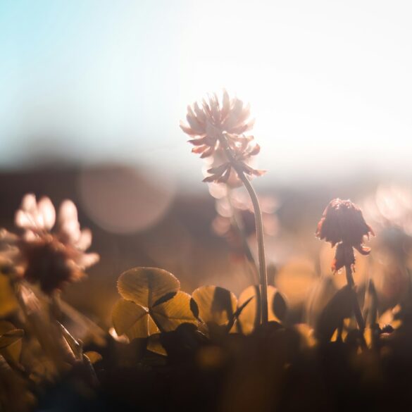 How to Stop Mistaking Chaos for Connection: When Safety Feels Like Passion (The Quiet Shape of Real Love)