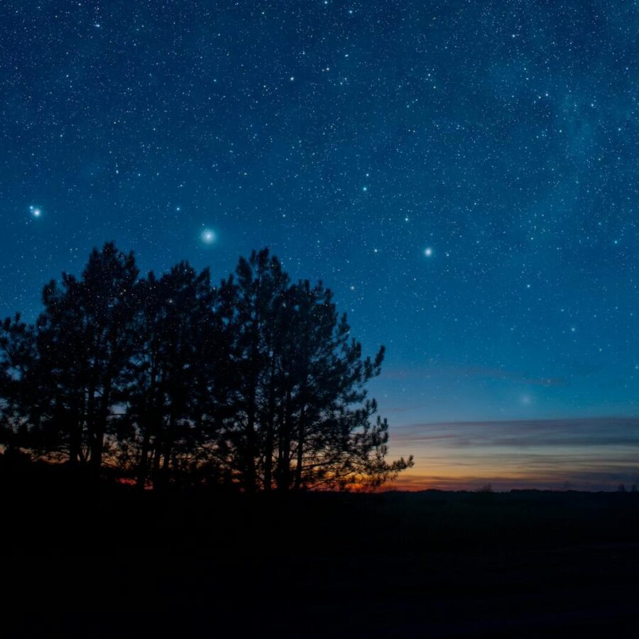Starry night sky with tree silhouette at dusk, featuring a sparkling celestial view.