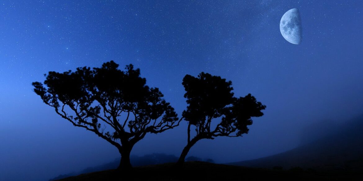 two trees are silhouetted against the night sky