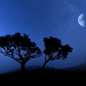 two trees are silhouetted against the night sky