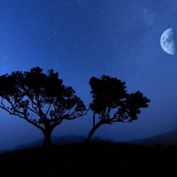 two trees are silhouetted against the night sky