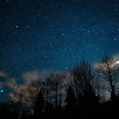 A breathtaking view of a star-filled night sky with silhouetted trees beneath.
