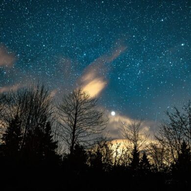 A stunning star-filled night sky over silhouetted trees, capturing cosmic beauty.